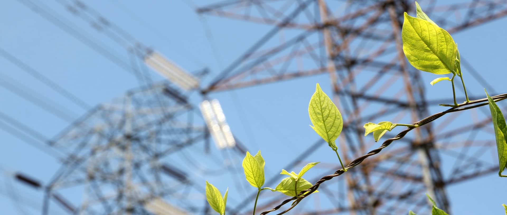 Green leaves with grid energy towers